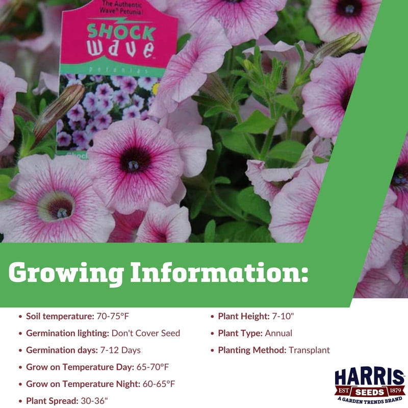 Harris Seeds Petunia Shock Wave F1 Collection, Spreading Hybrid for Hanging Baskets and Containers, 125 Count