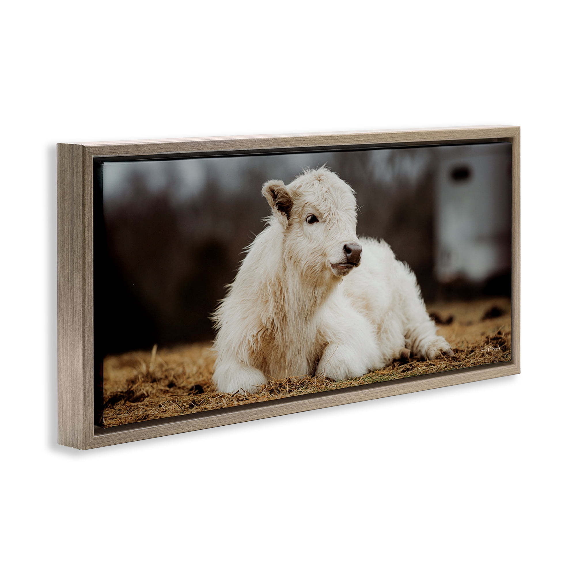 Stupell Industries Baby White Cattle Animals & Insects Photography Brown Floater Framed Canvas Art Print Wall Art, 25 x 11