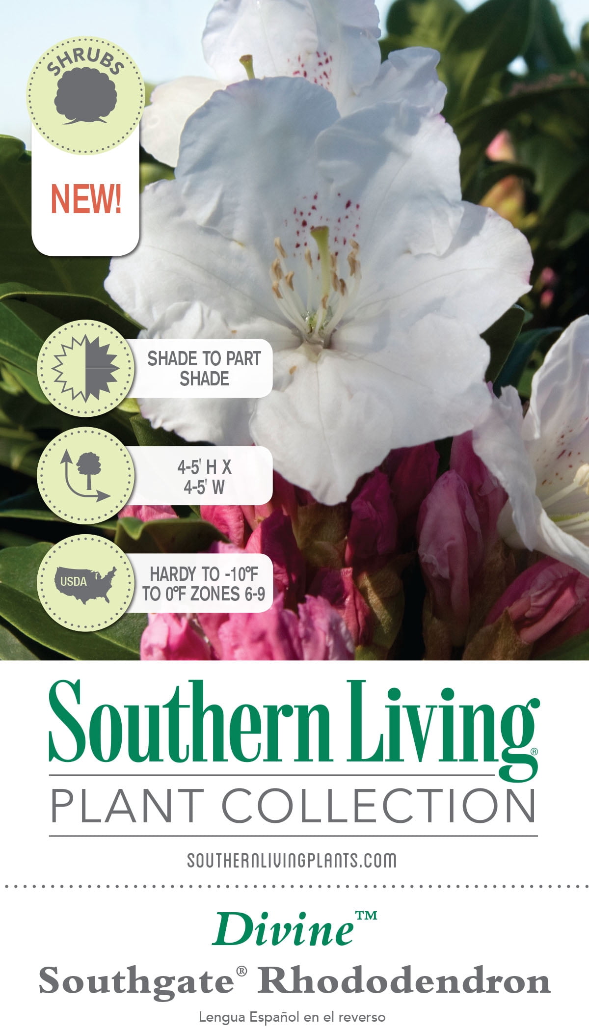 Southern Living Southgate Divine Rhododendron Live Shrub in 2-Gallon Grower Pot