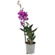 thumbnail image 2 of planta orquídea dendrobium 5", 2 of 2