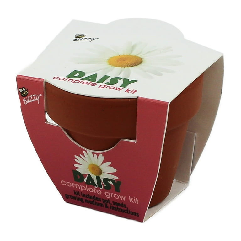 野菜 Daisy Buzzy Daisy Flower Grow Kit Mini Terracotta Pot Item 97716