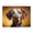 500 Pieces, variant on 500 Piece Dalmatian Dog Jigsaw Puzzle For Adults – Lifelike Brown Spotted Pet Art, Challenging Wooden Game, Relaxing Stress Relief, Ideal Gift & Home Decor