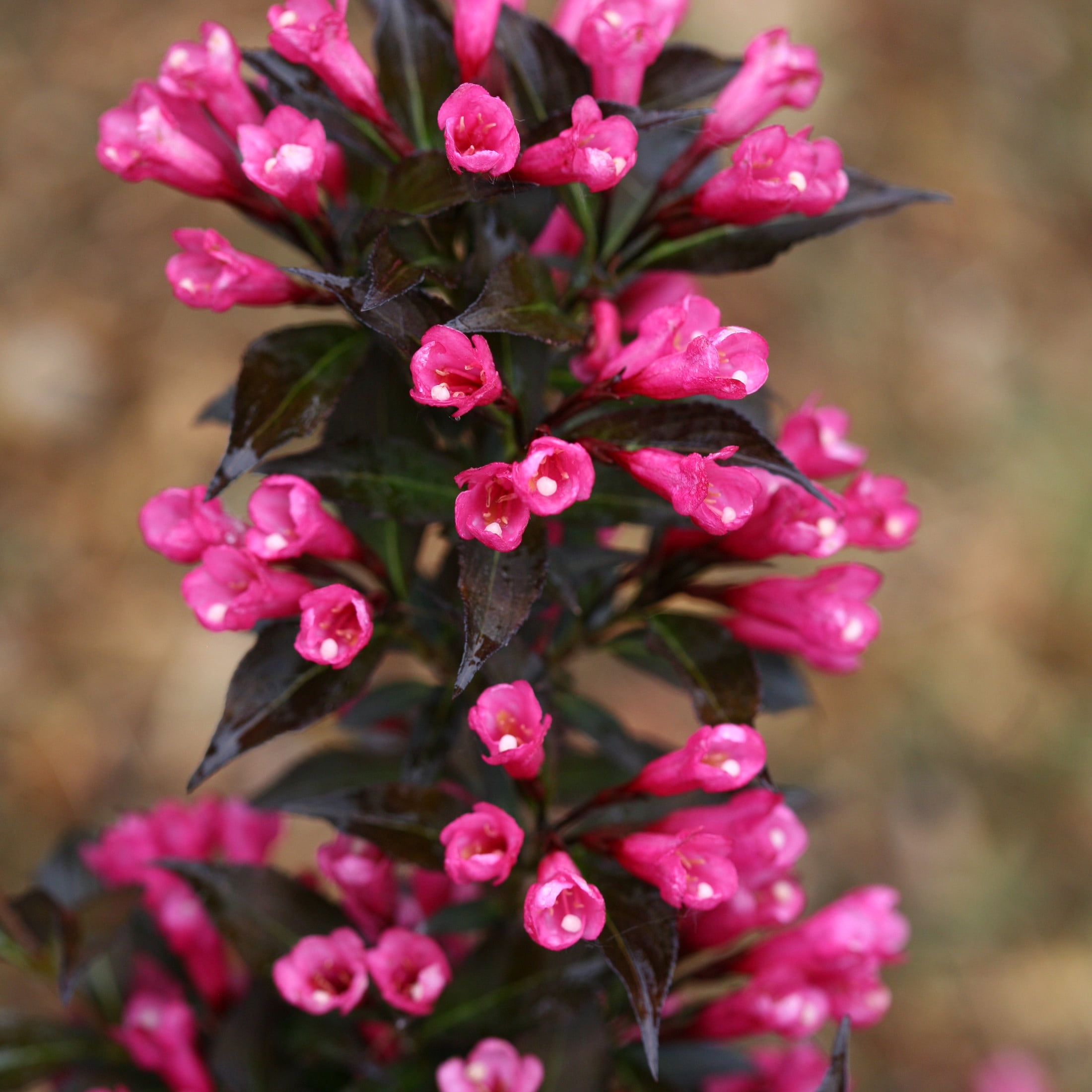 Proven Winners ColorChoice 6" Pink Spilled Wine Weigela Live Plant in 7.5" Pot