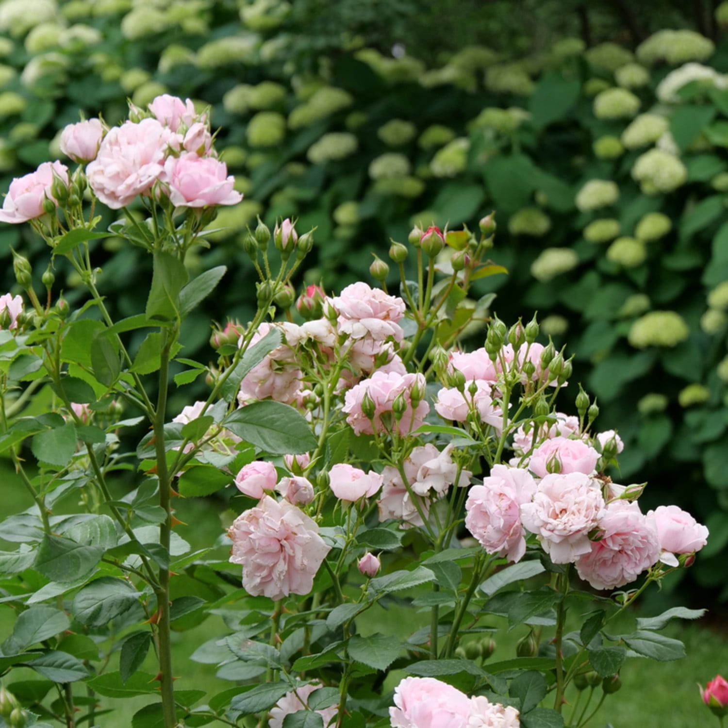 Proven Winners ColorChoice 5" Reminiscent Pink Rose Live Plant in 4.5" Pot (4 Count)