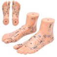 thumbnail image 4 of Modèle de Pied, Modèle de Pied d'Acupuncture 19cm / 7.5 Po Pieds pour Accessoire d'Enseignement, 4 of 8