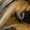 Brown, variant on Women's Mid Calf Boots Furry Fluffy Warm Fur Lined Round Toe Y2K Fashion Outdoor Snow Boots