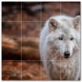 thumbnail image 1 of Picture-Tiles.com: Wolf Ceramic Tile Wall Mural WAL501242-44M. 24"W x 24"H using (16) 6" x 6" Ceramic Tiles-Satin Finish, 1 of 3