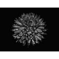thumbnail image 2 of Carson, Brian 32x25 Black Ornate Wood Framed with Double Matting Museum Art Print Titled - Backyard Flowers Black and White 45, 2 of 4