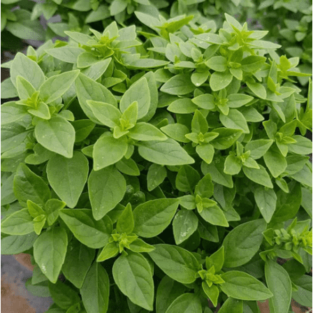 Set 3 Greek Basil Plants Live for Planting, Sweet Basil Plants, Basil Plants for Home Garden 4 to 6 Inch Tall