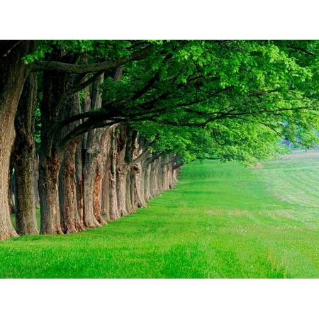 Stately Row of Trees, Louisville, Kentucky, USA Print Wall Art By Adam
