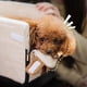thumbnail image 4 of Portable Cat Dog Bed Travel Central Control Car Safety Pet Seat Transport Dog Carrier Protector For Small Dog Chihuahua Teddy ShopWise Round, 4 of 33