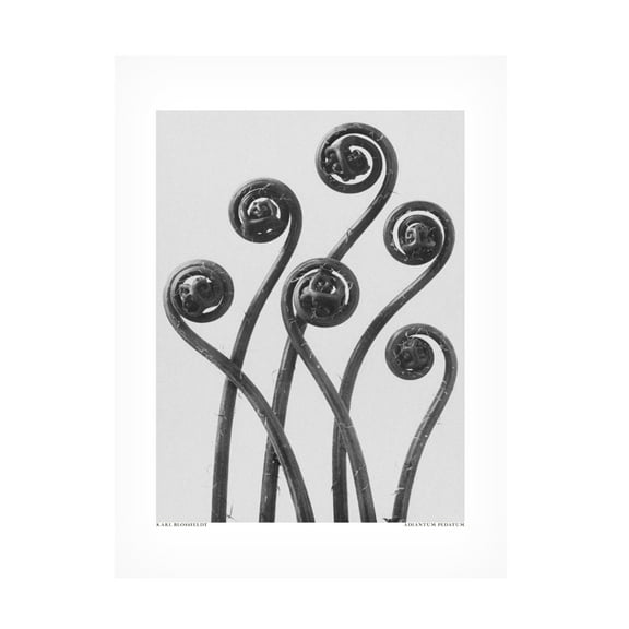 Trademark Fine Art Pictufy Adiantum pedatum Canvas Wall Art