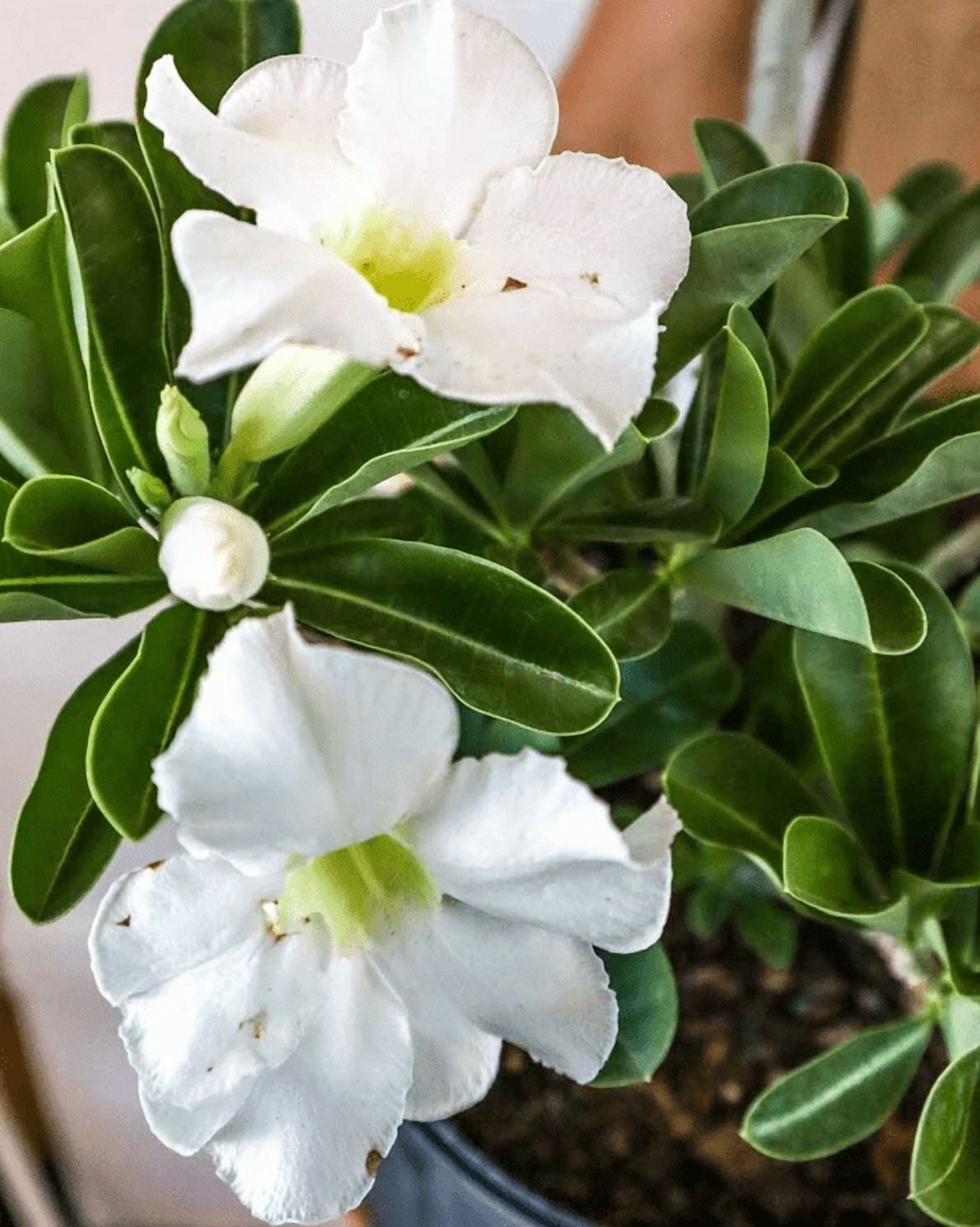 Set 2 White Desert Rose Live Plants 4-6 Inch Tall, Adenium Obesum Plants, White Flowering Succulent for Indoor Outdoor