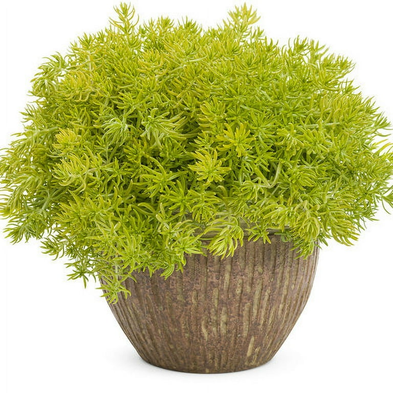 Proven Winners 1.56PT Sedum Lemon Coral Variety Lime Live Plant