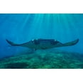 thumbnail image 2 of Fitzharris, Tim 24x17 White Modern Wood Framed Museum Art Print Titled - Reef manta rays-Penida Island-Indonesia, 2 of 4