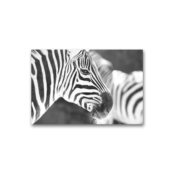 Zebra Close-up Poster -Image by Shutterstock