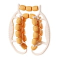 thumbnail image 4 of Rodillo de masaje de 29 ruedas, relajante, para ejercicios, profesional, multiusos, portátil para piernas Naranja, 4 of 9