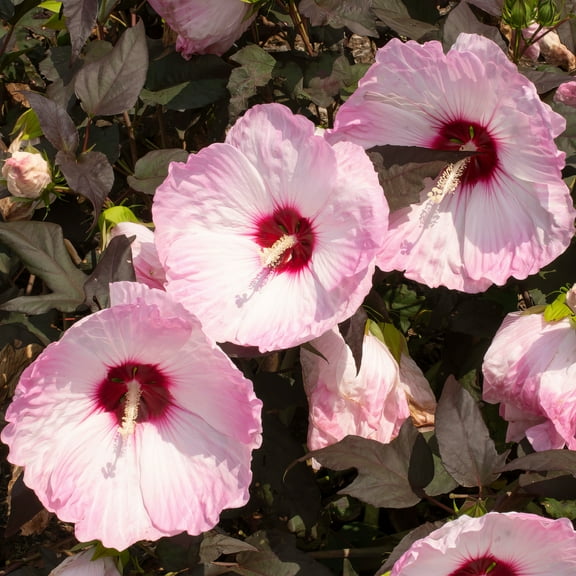 National Plant Network 3 gal. Hibiscus Head Over Heels Blush Live Perennial Plant with Full Sun Pink Flowers