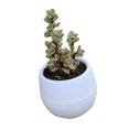 thumbnail image 4 of Maceta Suculenta Mini Contenedor De Flores Para Plántulas Maceta De Plástico Para Jardín Patio Balcón, 4 of 7