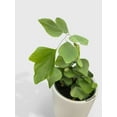 thumbnail image 5 of Maidenhair Silver Dollar Fern 'Adiantum Peruvianum' - Live Air-Purifying Indoor Plant in Nursery Pot – Easy Care, Low Maintenance Houseplant for Home & Office Decor, Natural Air Cleaner, Best for, 5 of 7