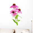 thumbnail image 1 of Blooming Medicinal Herb Echinacea Wall Mural Decal Sticker, Wallmonkeys Peel & Stick Vinyl Graphic (36 in H x 21 in W), 1 of 4