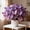 A, variant on Butterfly Flower Hostas Cultivation Granules,Bloom Year After Year-(Non-Artificial)-Fast Growing,Home Decoration-Beautiful Gift Garden-Ornamental-Premium Garden Stakes