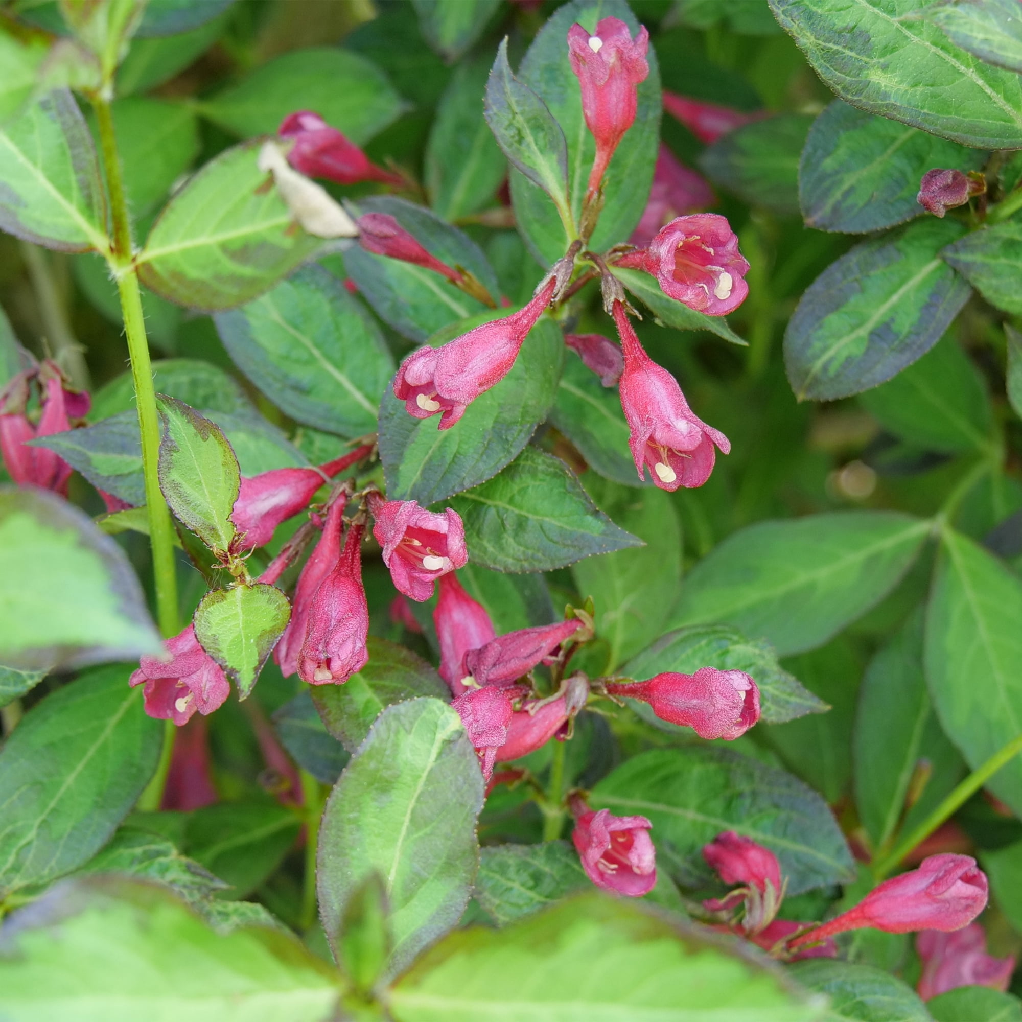 Proven Winners ColorChoice Vinho Verde Weigela Live Shrub (2 Gallon)
