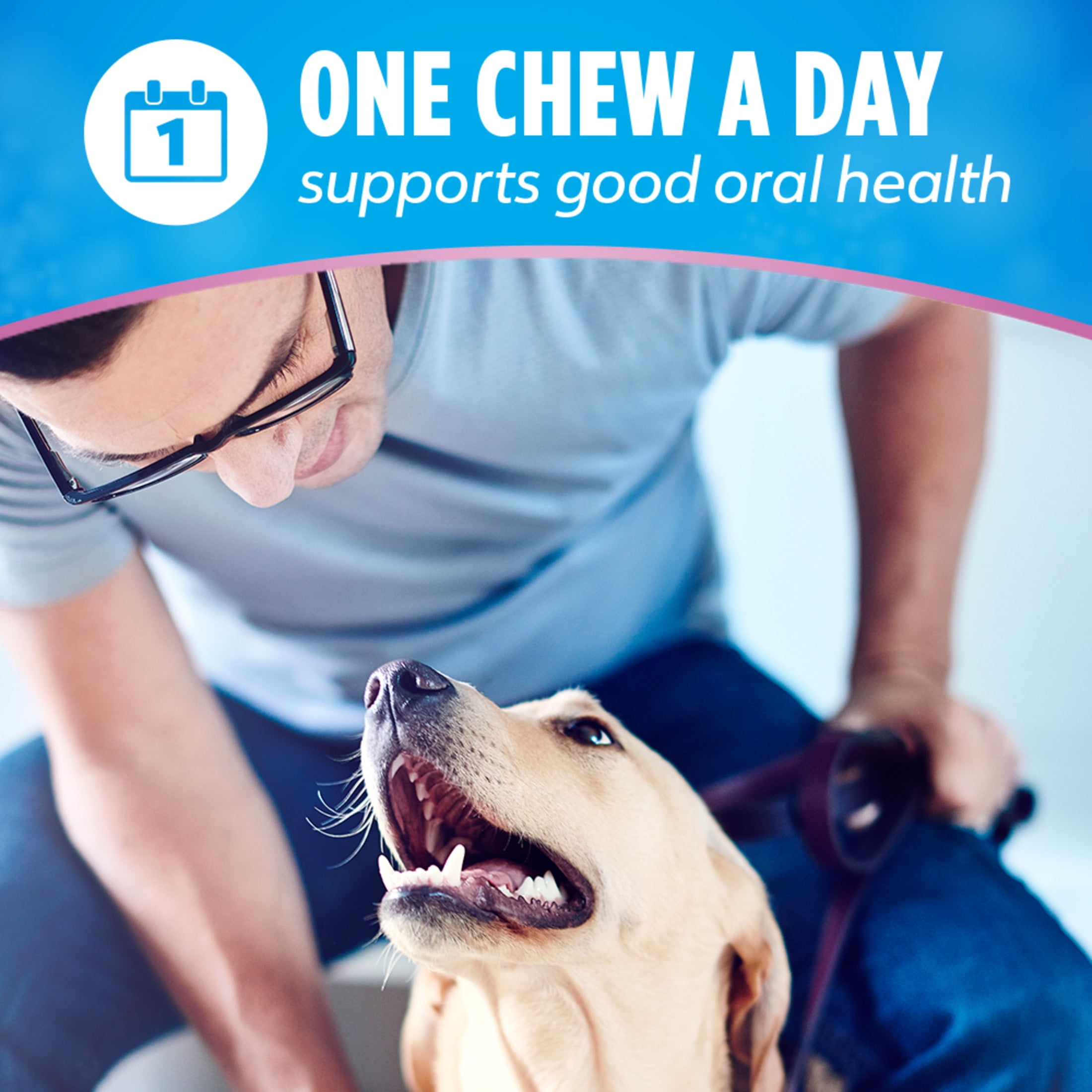 Purina Dentalife Plus Digestive Support Chicken and Pumpkin Flavor Dental Chews for Dogs, 6 Count, 7 Ounces