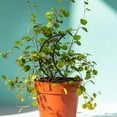 thumbnail image 4 of unbranded 2Ud Soporte Para Plantas De Interior Y Exterior Con Estructura Fácil De Instalar Y Estable, 4 of 8