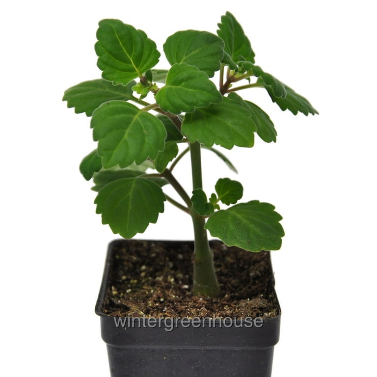 Plectranthus Ernstii Caudex - Bonsai Mint