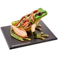 thumbnail image 3 of 4D Vision Frog Anatomy Model, 3 of 3