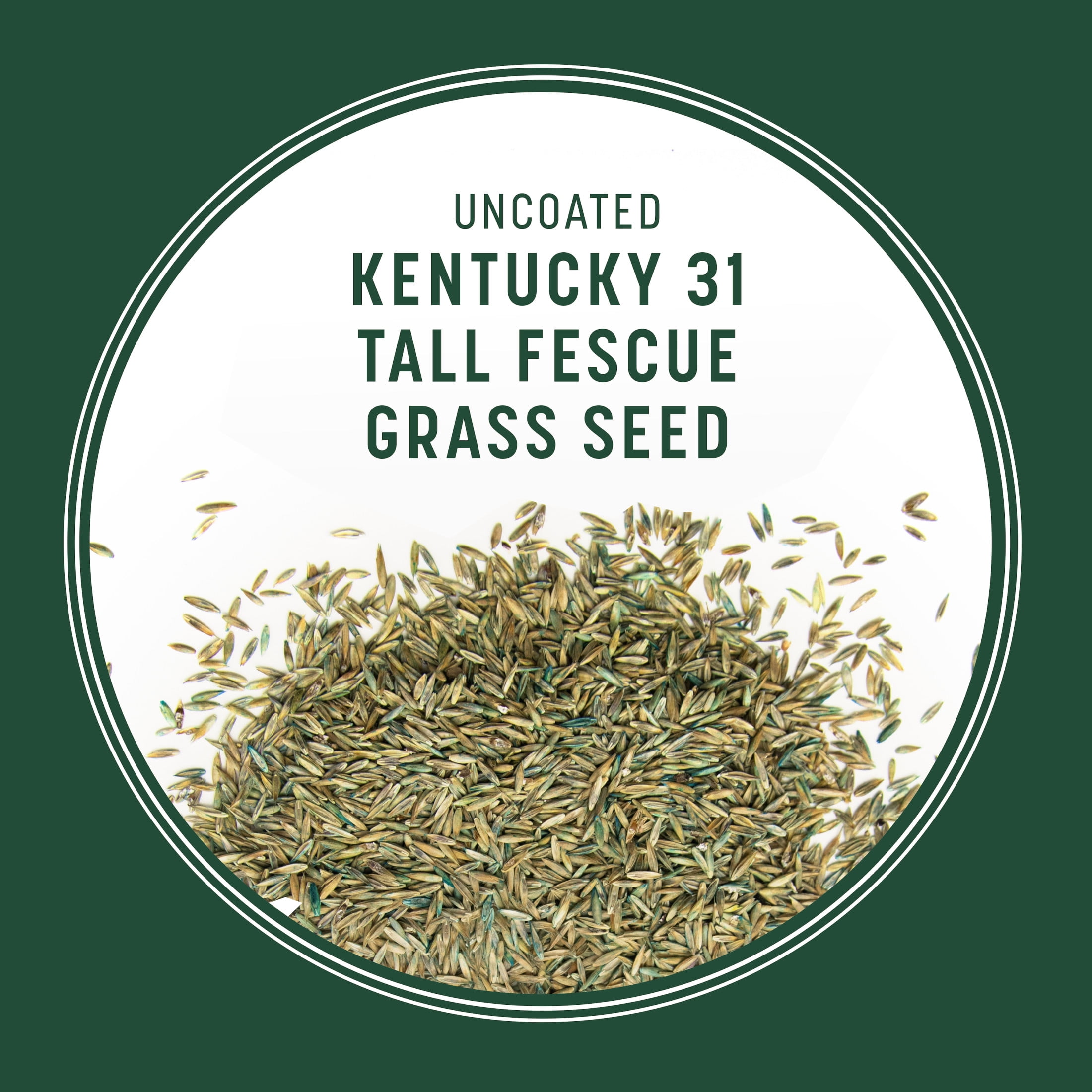 Pennington Tall Fescue Kentucky No Noxious Weed Seed 50 Pounds
