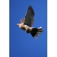 thumbnail image 2 of Talbot Frank, Christopher 17x24 Gold Ornate Wood Framed with Double Matting Museum Art Print Titled - CA, San Diego, Lakeside Mourning Dove flying, 2 of 4