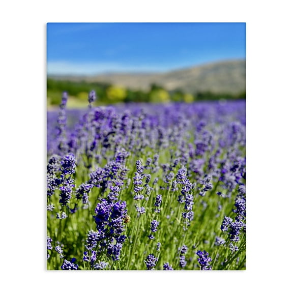 Stupell Industries Lavender in the Wind Landscape Photography Gallery Wrapped Canvas Art Print Wall Art, 16 x 20