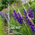 thumbnail image 3 of Garden State Bulb Purple Flora Gladiolus Flower Bulbs, 12/14cm, Spring Planting (Bag of 90), 3 of 8
