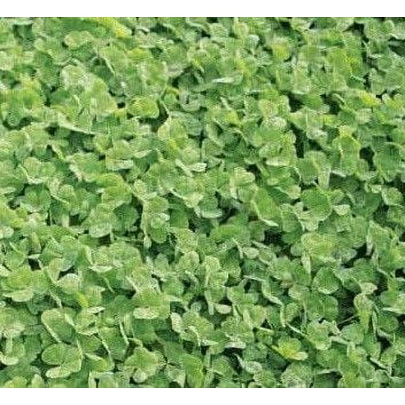 Dalkeith Subterranean Clover Seed - 50 Lbs.