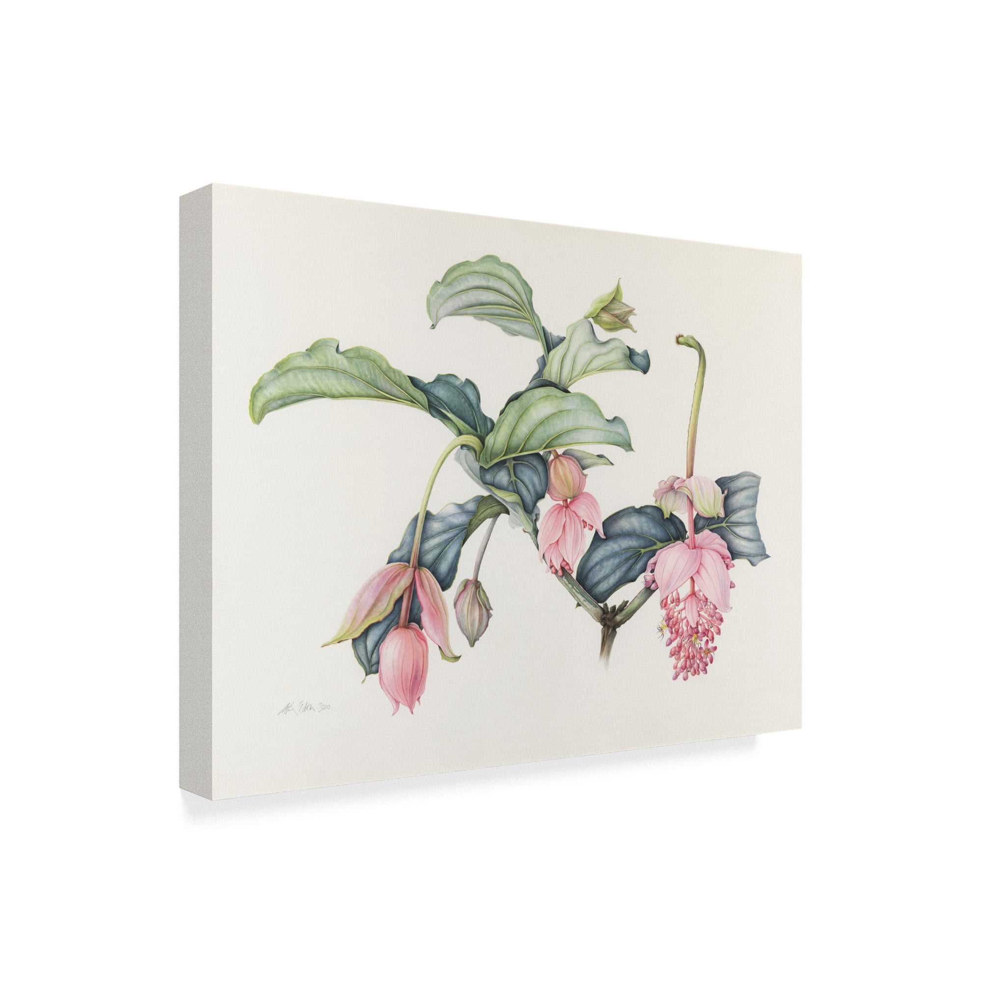 Trademark Fine Art 'Medinilla Magnifica' Canvas Art by Margaret Ann Eden