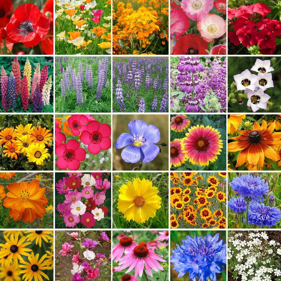 Perennial Wildflower Mixture 100% Pure Live Seed Seeds Package of 30,000 Seeds 