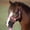 Pink, variant on Easy on Pony Rope Halter with Attached L