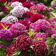 Dianthus Floral Lace Series Flower Seeds - Crimson - 100 Seeds - Annual ...