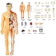 thumbnail image 4 of 3D Human Body Model for Kids: DIY Organ Assembly, Educational Biotech Kit for School & Teachers, 4 of 5