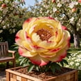 thumbnail image 2 of Resistant-Peony, Easy Grow - Ideal for Beds Borders, Plant Pots & Planters,Low Maintenance., 2 of 6