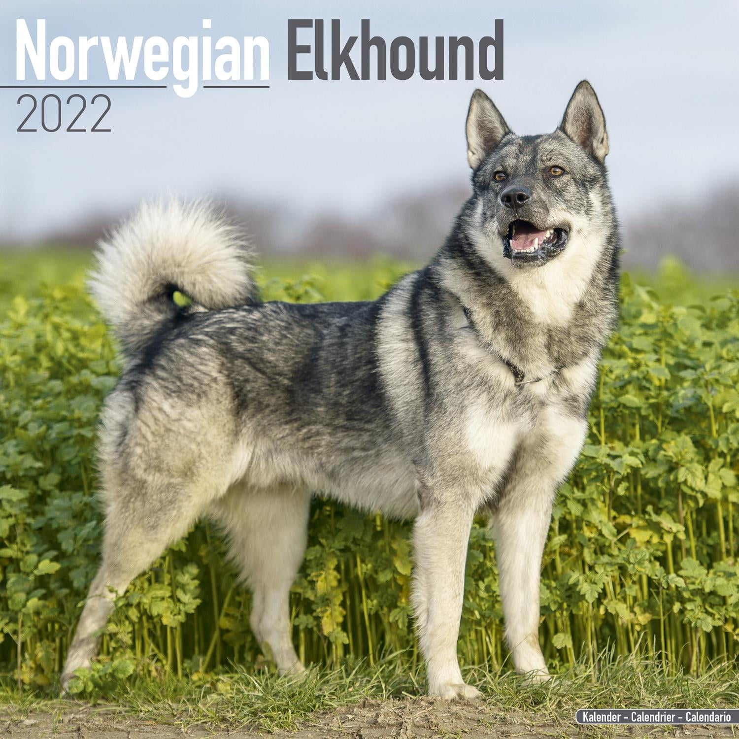 Norwegian Elkhound Calendar 2022