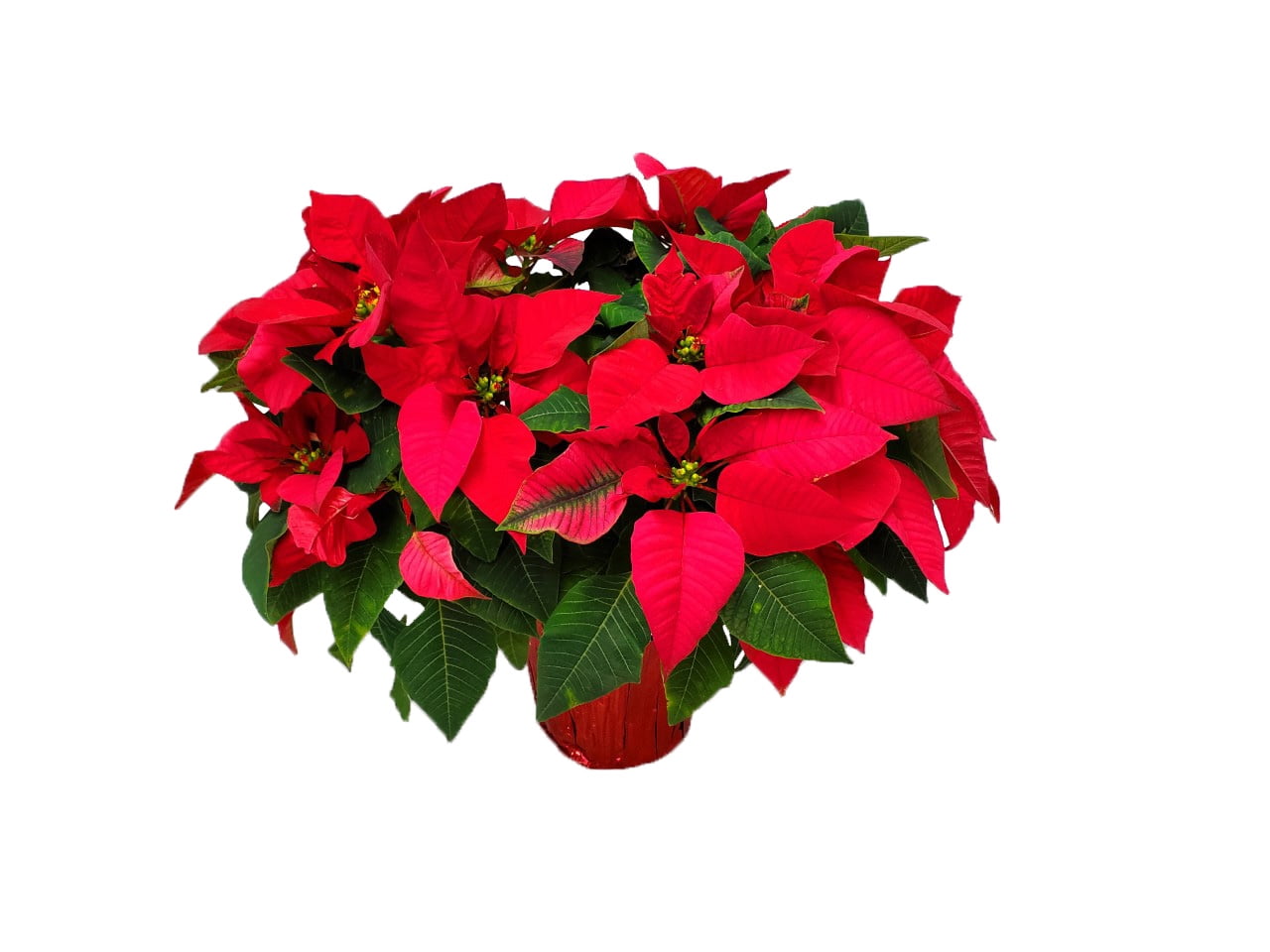 Tropical Plants of Florida 12" to 16" Red Poinsettia Live Plant with