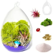 Creations by Nathalie - DIY Terrarium Kit with Live Air Plant (Local & Fresh from Florida), Glass Egg, Reindeer Moss, Figurine, Healing Crystal Chips and Sand - Handmade in USA