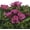 Goal, variant on Alstroemeria Inca Rio - 2 Plants Rooted in Quart Pots, Spring Summer Blooms Partial Shade Sun
