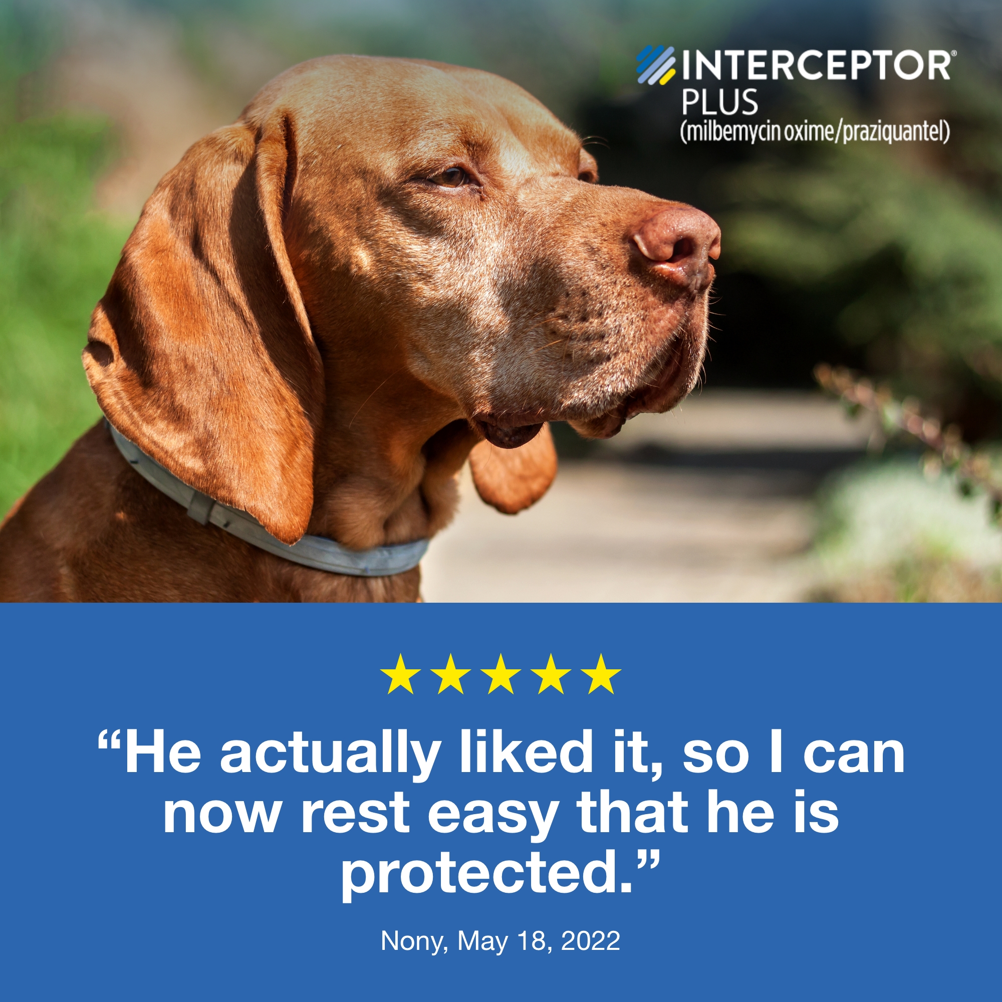 Interceptor Plus Prevention for Heartworm + 4 Other Worms for Dogs 50.1-100 lbs. 6 Chews, 6-Month Supply