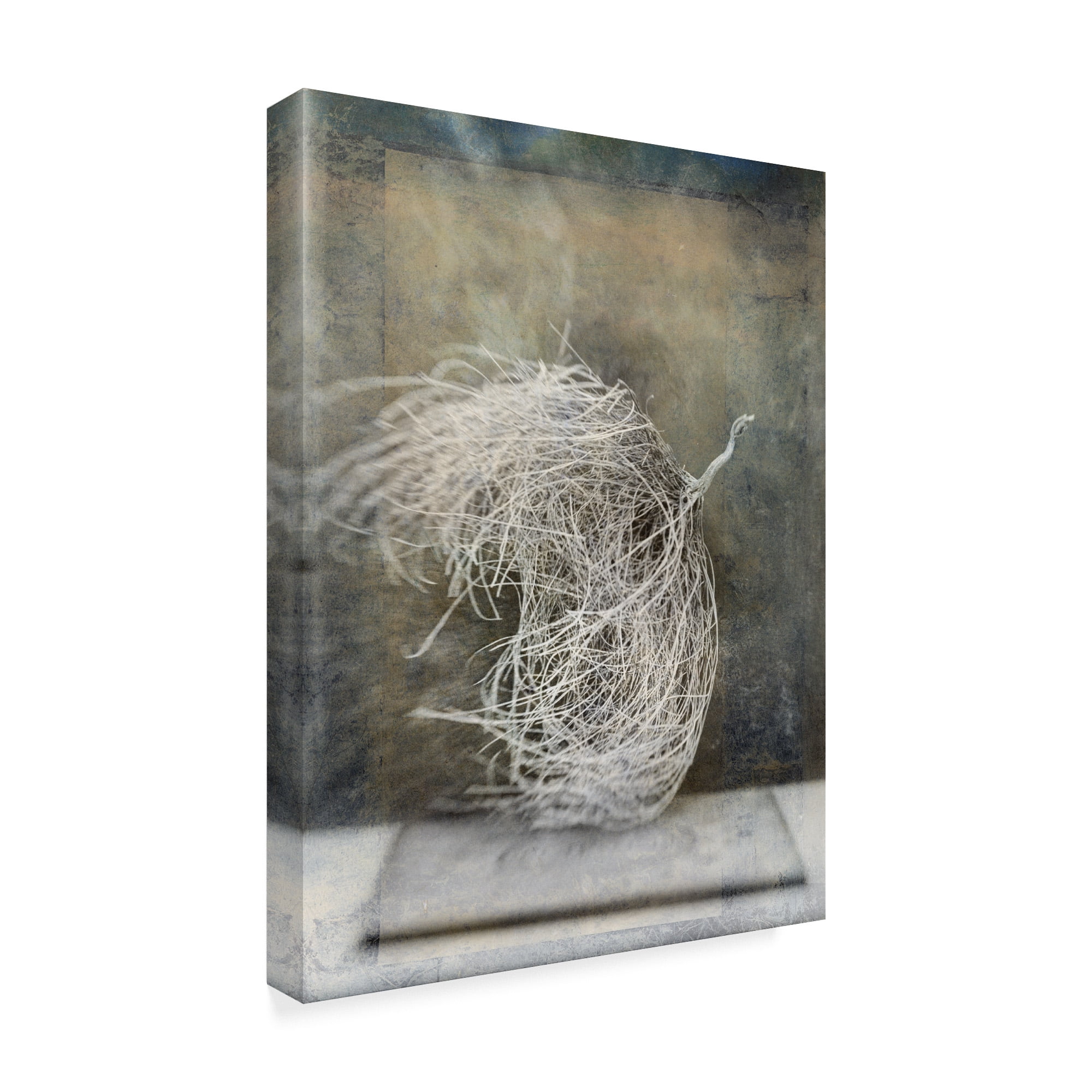 Trademark Fine Art 'Desert Form I' Canvas Art by Elena Ray