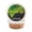 Orange (4Season Flavor), variant on WCB Carp Baits Fishing Dough Bait Paste Soft Pellets - Soft Carp Bait - Ideal for Carp and Catfish Fishing