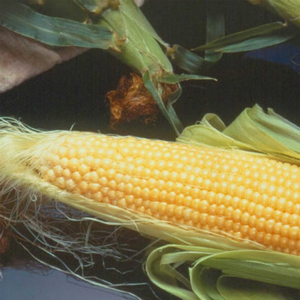 Incredible Hybrid Corn Garden Seeds (Treated) - 1 Lb - Non ...